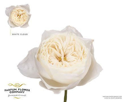 Rose Garden - Rosa - White Cloud