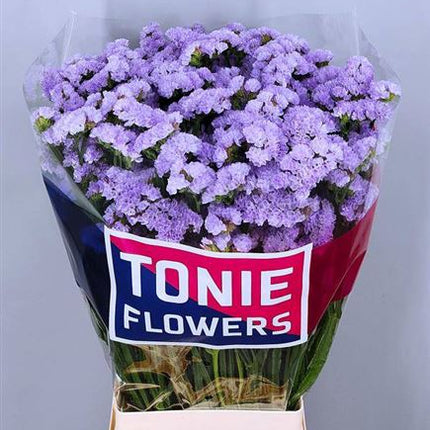 Limonium Statice Donau Birds