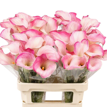Calla Lily Blushing Lady
