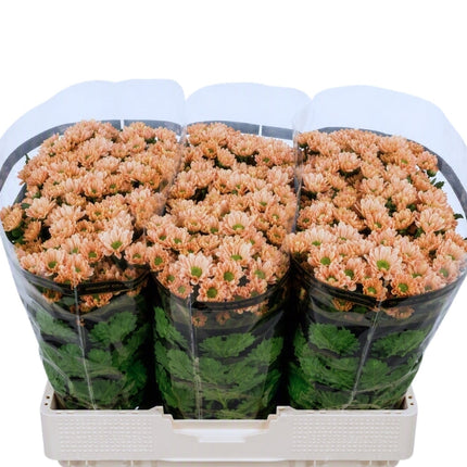 Santini Chrysanthemum - Chrysanthemum - Florossmok