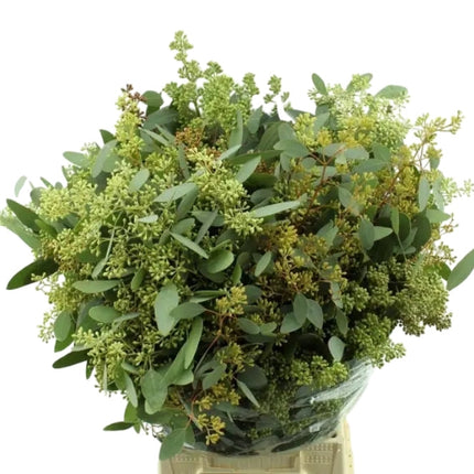 Eucalyptus - Eucalyptus - polyanthemos (fruit)