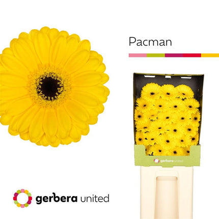 Germini Pacman