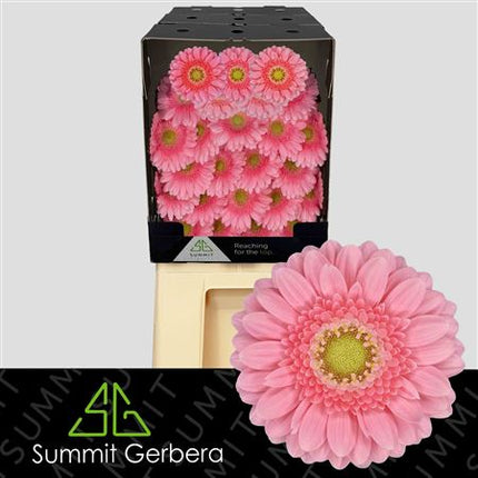 Pink Germini ‘Juna’ Cut Flowers – 40cm Stems