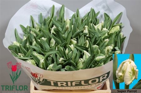 Tulip Parrot Super (50 Stems)