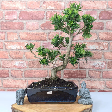 Buddhist Pine (Podocarpus Micro) Bonsai Tree | Shaped | In 25cm Pot