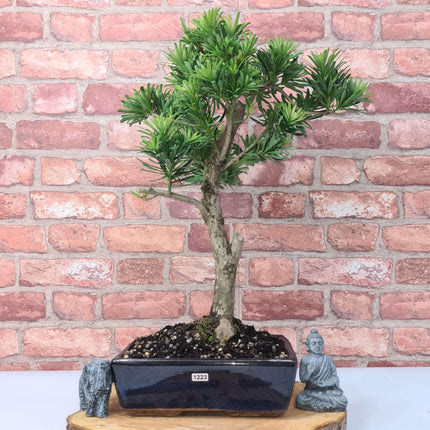 Buddhist Pine (Podocarpus Micro) Bonsai Tree | Shaped | In 25cm Pot