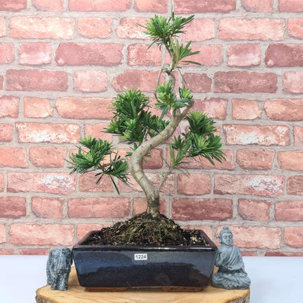 Buddhist Pine (Podocarpus Micro) Bonsai Tree | Shaped | In 25cm Pot