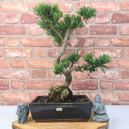 Buddhist Pine (Podocarpus Micro) Bonsai Tree | Shaped | In 25cm Pot