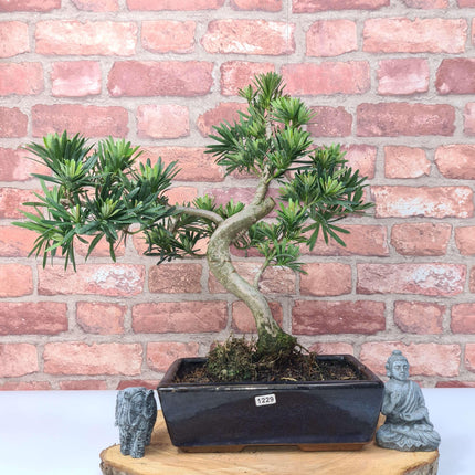Buddhist Pine (Podocarpus Micro) Bonsai Tree | Shaped | In 25cm Pot