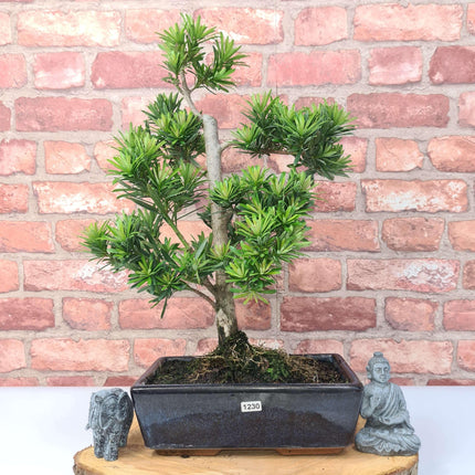 Buddhist Pine (Podocarpus Micro) Bonsai Tree | Shaped | In 25cm Pot