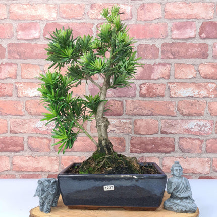 Buddhist Pine (Podocarpus Micro) Bonsai Tree | Shaped | In 25cm Pot