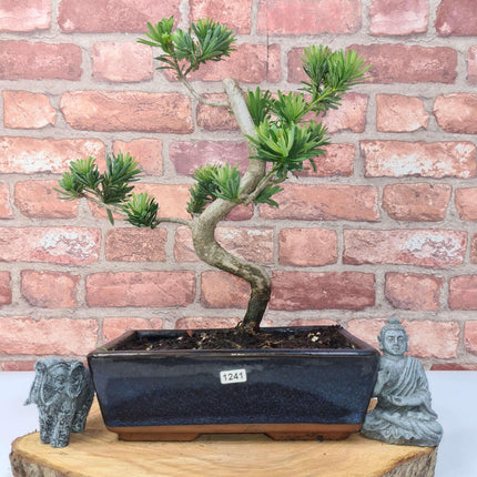 Buddhist Pine (Podocarpus Micro) Bonsai Tree | Shaped | In 25cm Pot