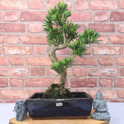 Buddhist Pine (Podocarpus Micro) Bonsai Tree | Shaped | In 30cm Pot