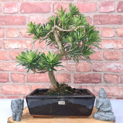 Buddhist Pine (Podocarpus Micro) Bonsai Tree | Shaped | In 25cm Pot