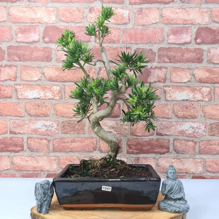 Buddhist Pine (Podocarpus Micro) Bonsai Tree | Shaped | In 25cm Pot