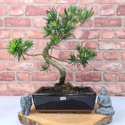 Buddhist Pine (Podocarpus Micro) Bonsai Tree | Shaped | In 25cm Pot