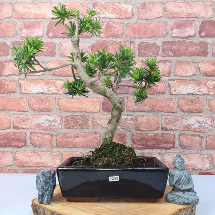 Buddhist Pine (Podocarpus Micro) Bonsai Tree | Shaped | In 25cm Pot