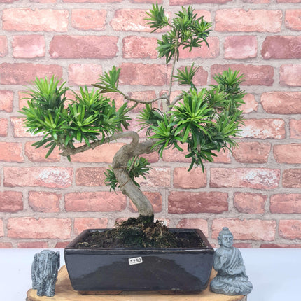 Buddhist Pine (Podocarpus Micro) Bonsai Tree | Shaped | In 25cm Pot