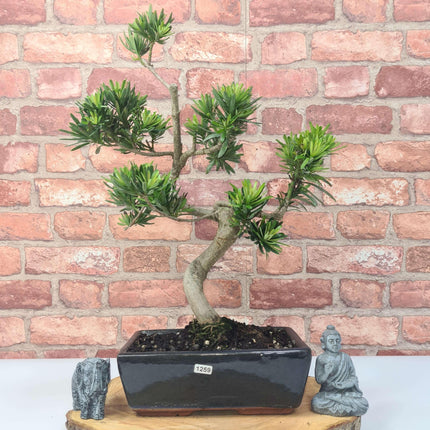 Buddhist Pine (Podocarpus Micro) Bonsai Tree | Shaped | In 25cm Pot