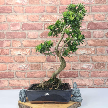Buddhist Pine (Podocarpus Micro) Bonsai Tree | Shaped | In 25cm Pot