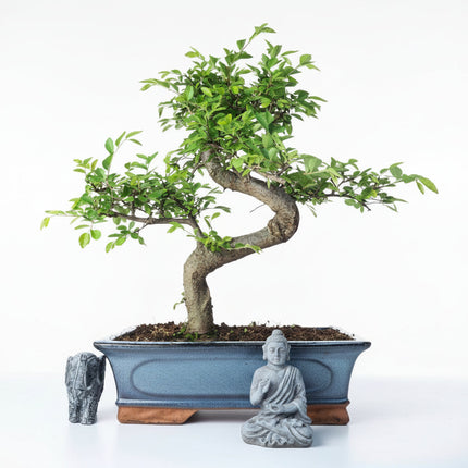 Chinese Elm (Ulmus Parvifolia) Bonsai Tree | Shaped | In 30cm Pot