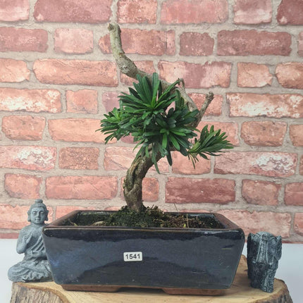 Buddhist Pine (Podocarpus Micro) Bonsai Tree | Shaped | In 25cm Pot