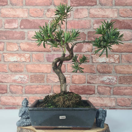 Buddhist Pine (Podocarpus Micro) Bonsai Tree | Shaped | In 25cm Pot