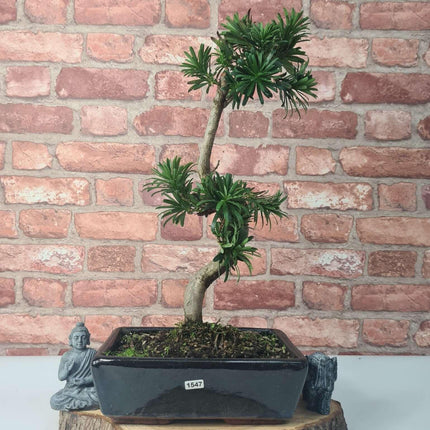 Buddhist Pine (Podocarpus Micro) Bonsai Tree | Shaped | In 25cm Pot