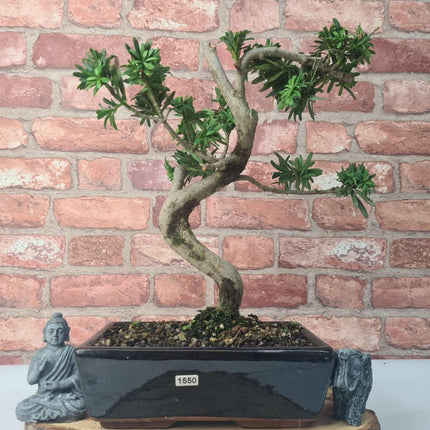 Buddhist Pine (Podocarpus Micro) Bonsai Tree | Shaped | In 25cm Pot