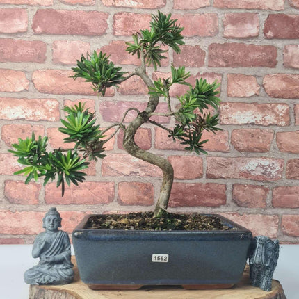 Buddhist Pine (Podocarpus Micro) Bonsai Tree | Shaped | In 25cm Pot