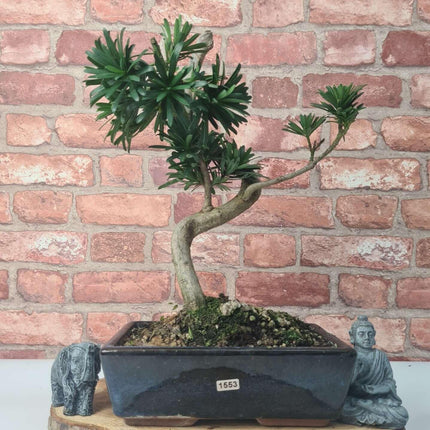 Buddhist Pine (Podocarpus Micro) Bonsai Tree | Shaped | In 25cm Pot