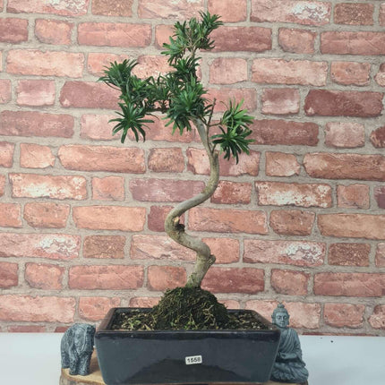 Buddhist Pine (Podocarpus Micro) Bonsai Tree | Shaped | In 25cm Pot