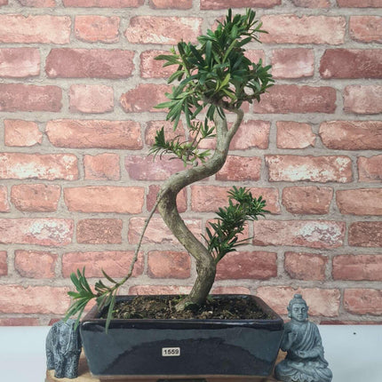 Buddhist Pine (Podocarpus Micro) Bonsai Tree | Shaped | In 25cm Pot