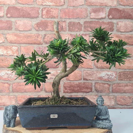 Buddhist Pine (Podocarpus Micro) Bonsai Tree | Shaped | In 25cm Pot