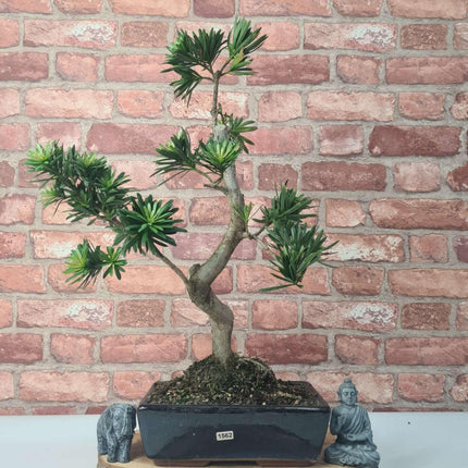 Buddhist Pine (Podocarpus Micro) Bonsai Tree | Shaped | In 25cm Pot