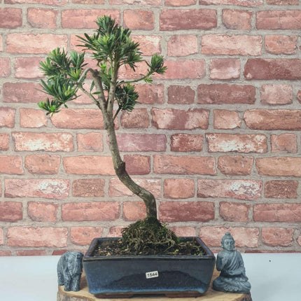 Buddhist Pine (Podocarpus Micro) Bonsai Tree | Shaped | In 25cm Pot