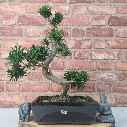 Buddhist Pine (Podocarpus Micro) Bonsai Tree | Shaped | In 25cm Pot
