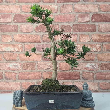 Buddhist Pine (Podocarpus Micro) Bonsai Tree | Shaped | In 25cm Pot