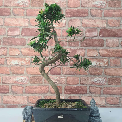 Buddhist Pine (Podocarpus Micro) Bonsai Tree | Shaped | In 25cm Pot