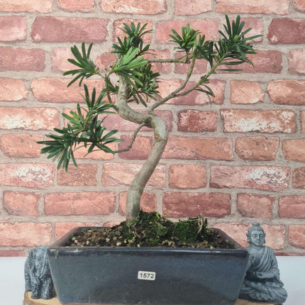 Buddhist Pine (Podocarpus Micro) Bonsai Tree | Shaped | In 25cm Pot