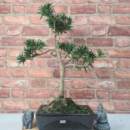 Buddhist Pine (Podocarpus Micro) Bonsai Tree | Shaped | In 25cm Pot