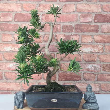 Buddhist Pine (Podocarpus Micro) Bonsai Tree | Shaped | In 25cm Pot