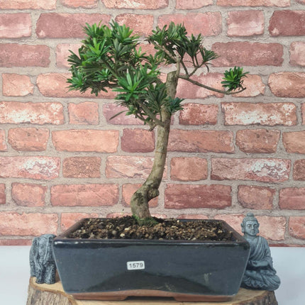 Buddhist Pine (Podocarpus Micro) Bonsai Tree | Shaped | In 25cm Pot