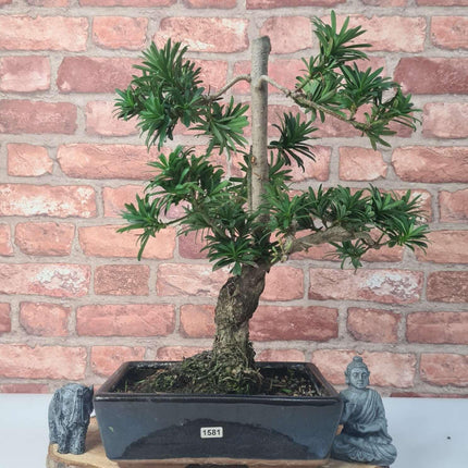 Buddhist Pine (Podocarpus Micro) Bonsai Tree | Shaped | In 25cm Pot