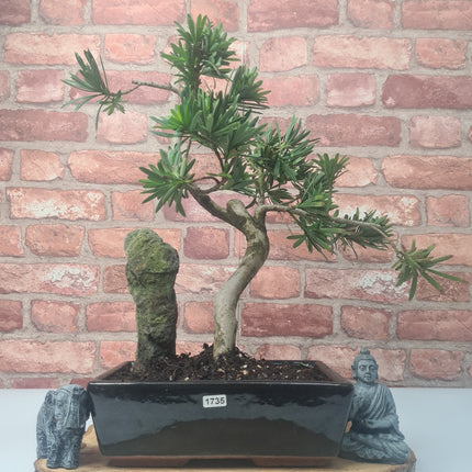 Buddhist Pine (Podocarpus Micro) Bonsai Tree | Shaped | In 25cm Pot