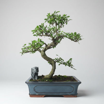 Chinese Elm (Ulmus Parvifolia) Bonsai Tree | Shaped | In 30cm Pot