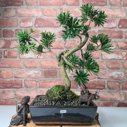 Buddhist Pine (Podocarpus Micro) Bonsai Tree | Shaped | In 25cm Pot