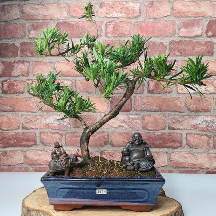 Buddhist Pine (Podocarpus Micro) Bonsai Tree | Shaped | In 25cm Pot