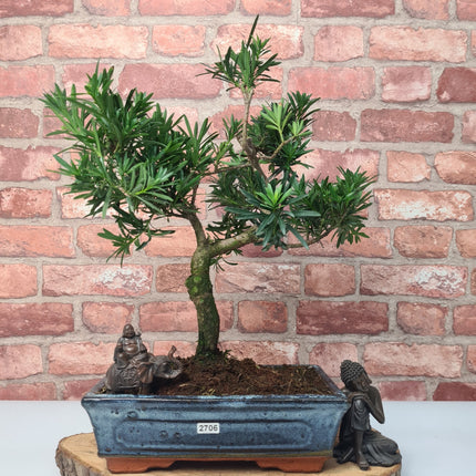 Buddhist Pine (Podocarpus Micro) Bonsai Tree | Shaped | In 25cm Pot