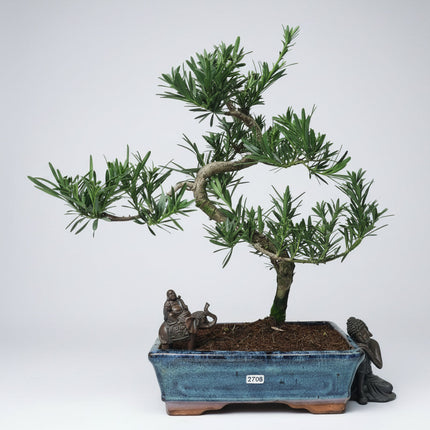 Buddhist Pine (Podocarpus Micro) Bonsai Tree | Shaped | In 25cm Pot